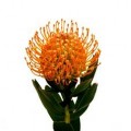 Pincushion - Leucospermum - Orange